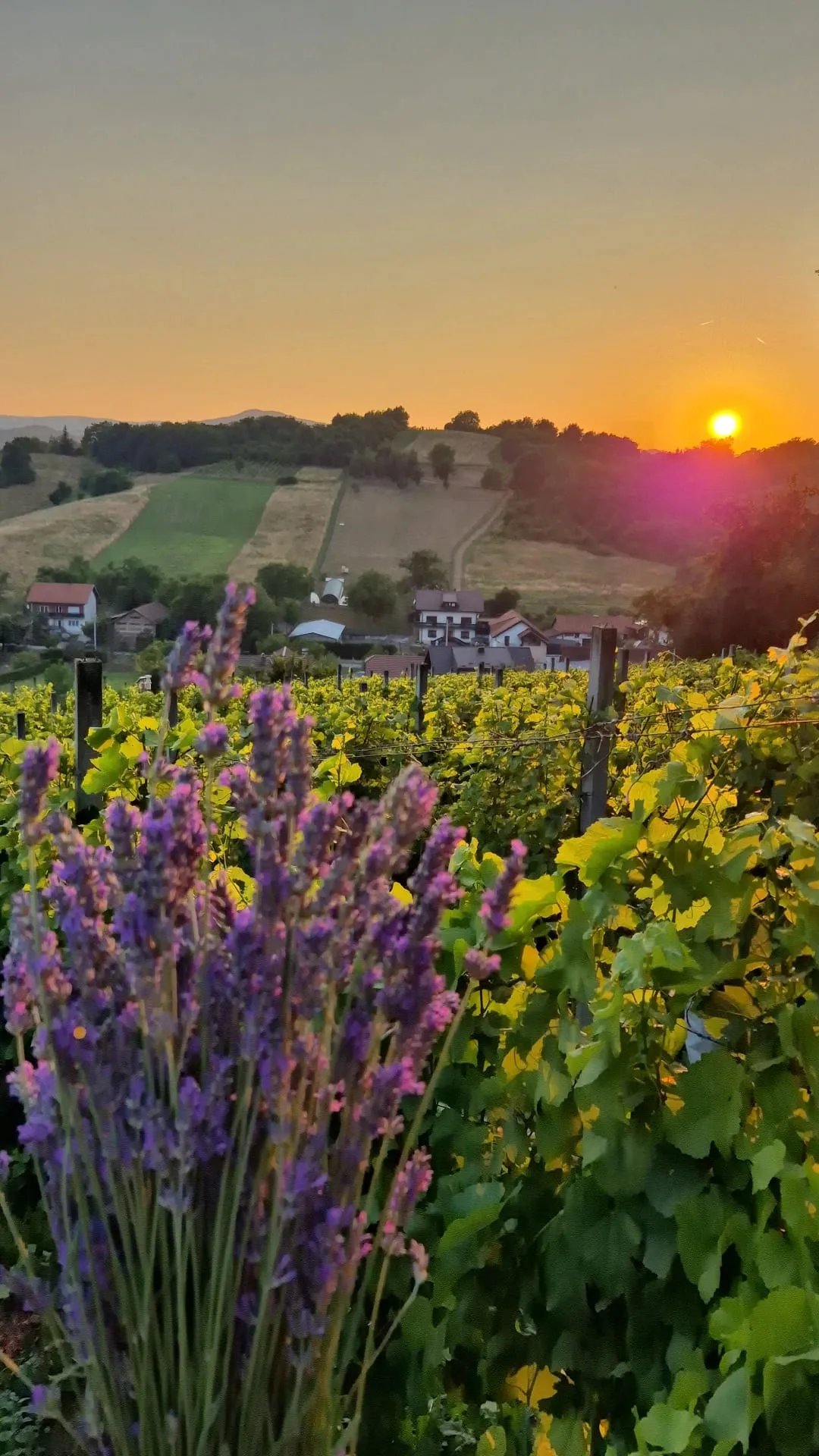 Vinograd Stružnjak